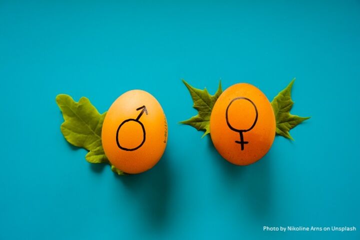 zwei Eier mit den Geschlechterzeichen